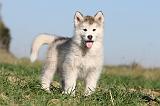 ALASKAN MALAMUTE 137